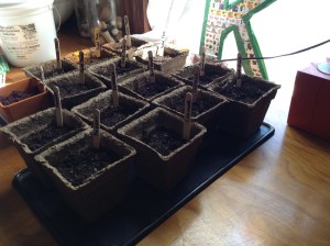 Seed Starting, 2014.