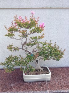One of the many bonsai at the Montreal Botanical Garden