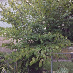 Witch Hazel, Elm Street, 2014