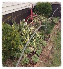 Our front garden bed.  April 2015.