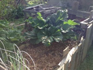 Rhubarb that just showed up in this spot one Spring.