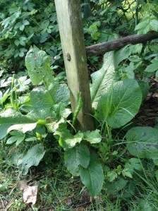 What I believe to be Sorrel Dock.  A weed in our yard, but valuable food to some, and loved by butterflies.