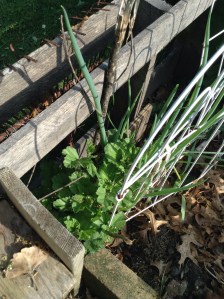 Marshmallow.  Reseeded itself between the fences.