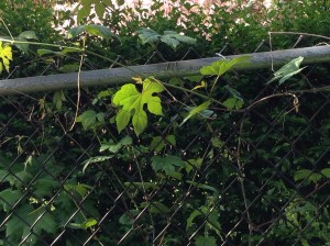 Porcelain Berry.  Pretty, but grows faster than I can contain it, which is why it's an invasive plant.