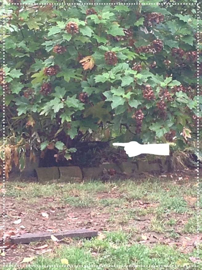 22310451_1679195802121863_6901727631409151197_n